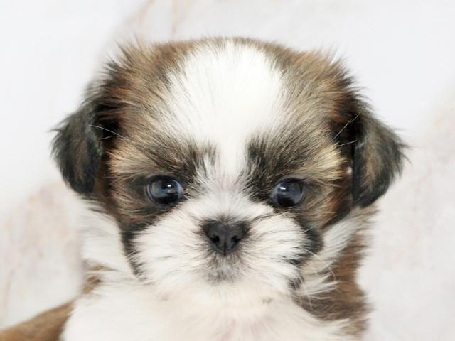 ����å�����Ⱦܺ٥ǡ����������ޤ���