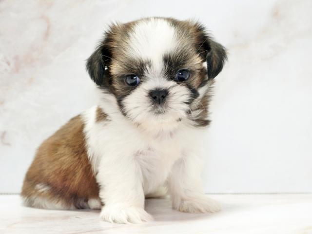 ����ͥ���2