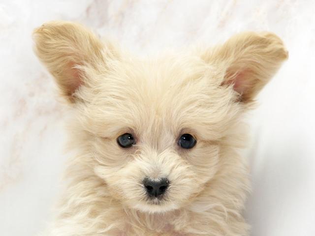 ����å�����Ⱦܺ٥ǡ����������ޤ���