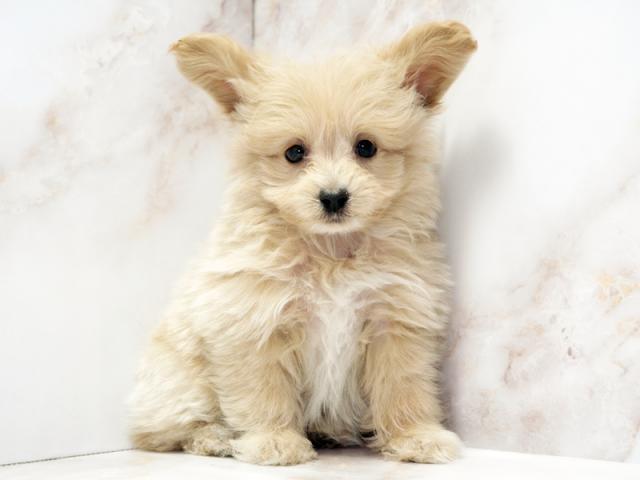 ����ͥ���2