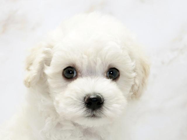 ����å�����Ⱦܺ٥ǡ����������ޤ���