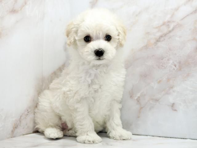 ����ͥ���2