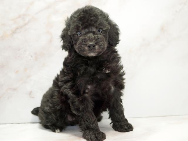 ����ͥ���2