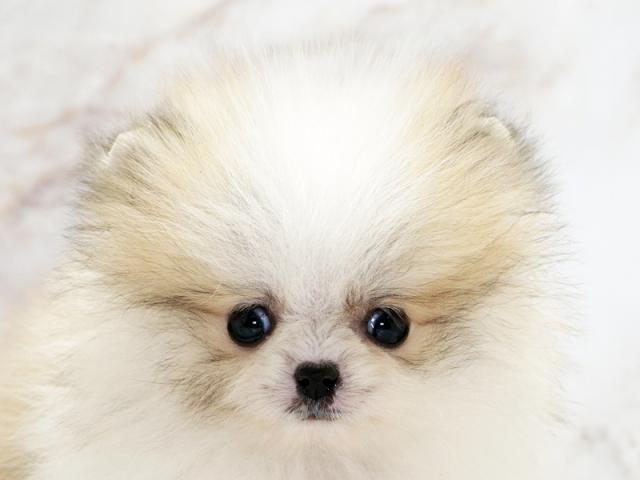 ����å�����Ⱦܺ٥ǡ����������ޤ���