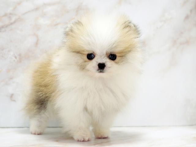 ����ͥ���2