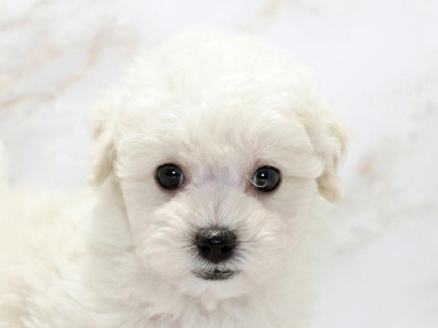 ����å�����Ⱦܺ٥ǡ����������ޤ���