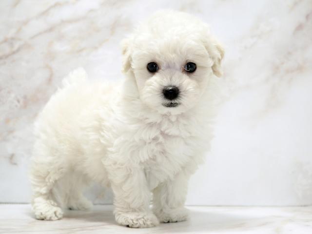 ����ͥ���2