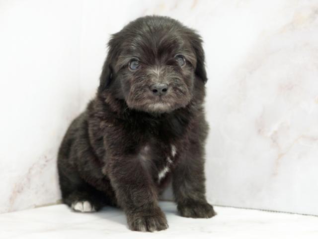 ����ͥ���2