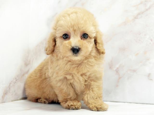 ����ͥ���2