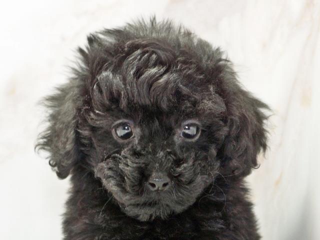 ����å�����Ⱦܺ٥ǡ����������ޤ���