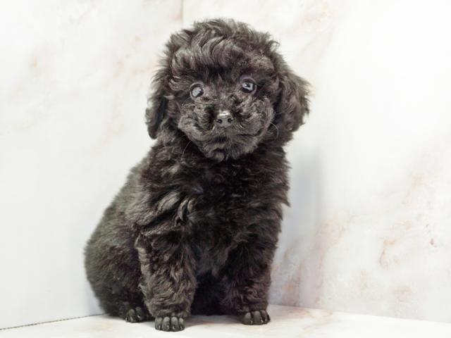 ����ͥ���2