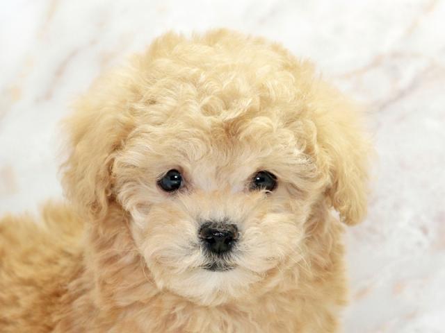 ����å�����Ⱦܺ٥ǡ����������ޤ���