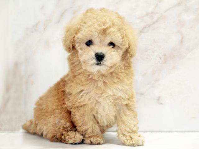 ����ͥ���2