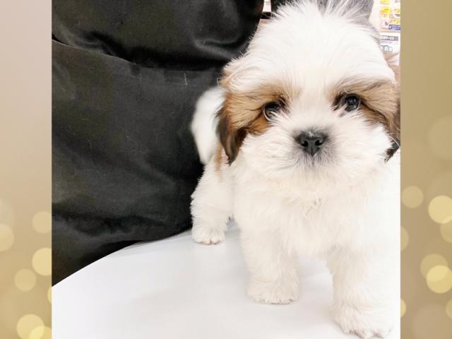 ����ͥ���2