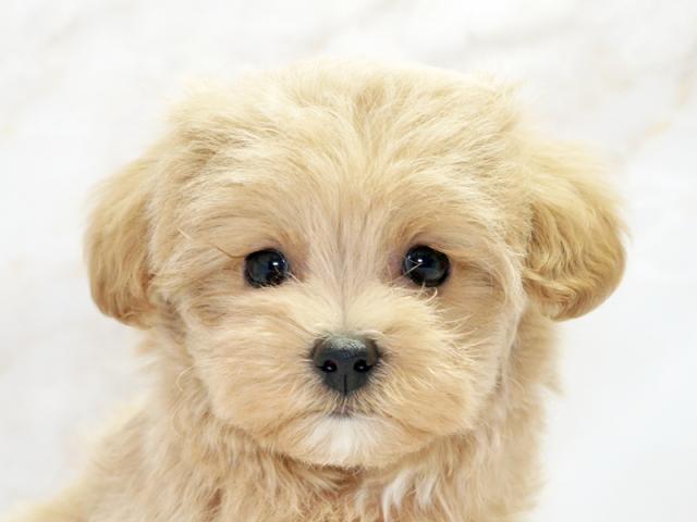 ����å�����Ⱦܺ٥ǡ����������ޤ���