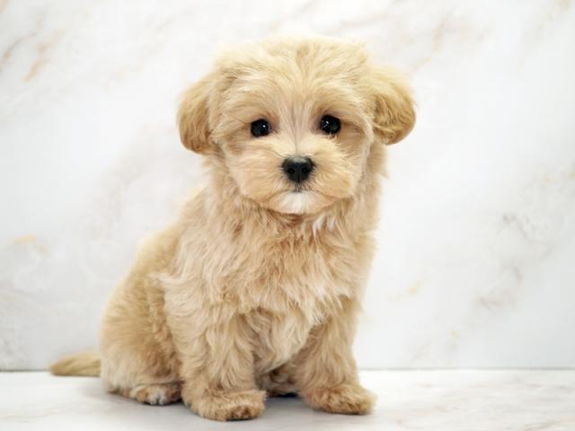 ����ͥ���2