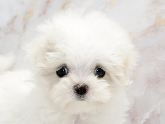 ����å�����Ⱦܺ٥ǡ����������ޤ���