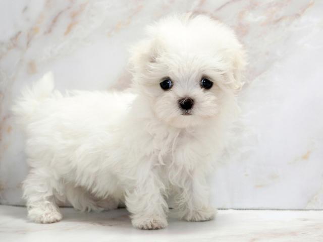 ����ͥ���2