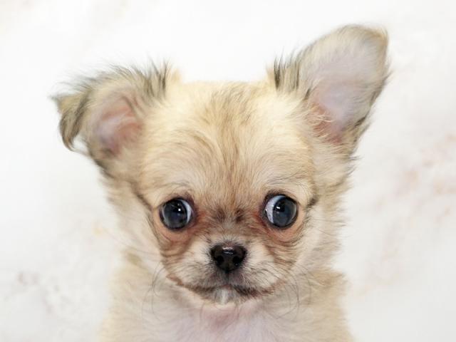 ����å�����Ⱦܺ٥ǡ����������ޤ���