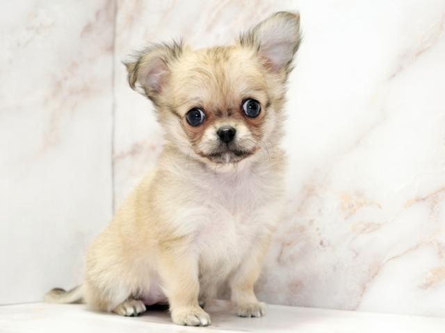 ����ͥ���2