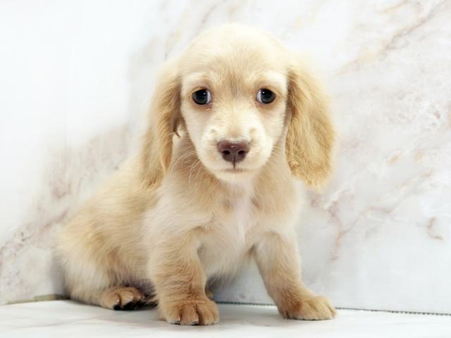 ����ͥ���2