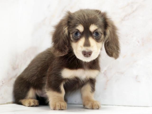 ����ͥ���2