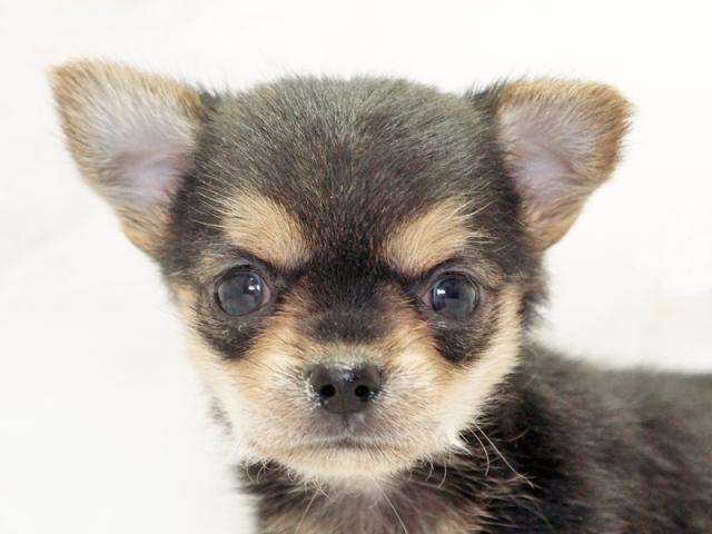 ����å�����Ⱦܺ٥ǡ����������ޤ���