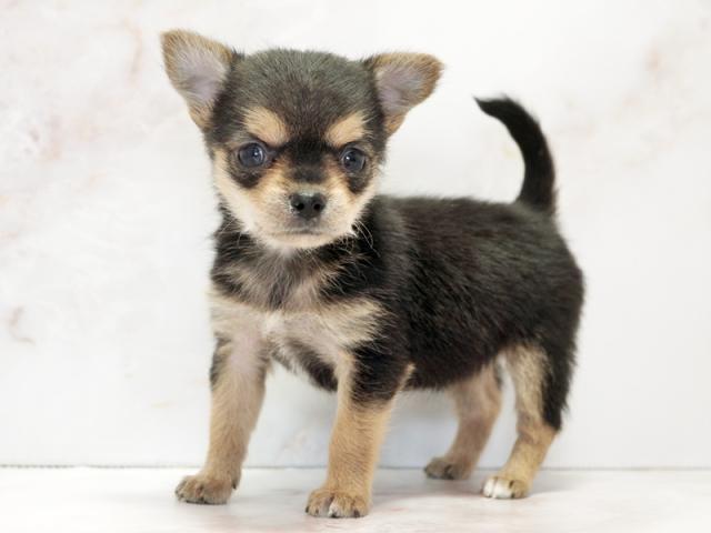 ����ͥ���2