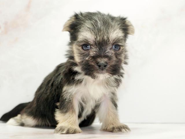 ����ͥ���2