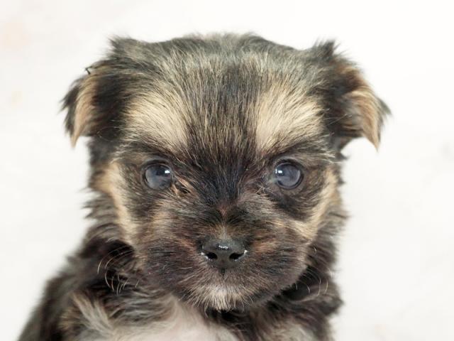 ����å�����Ⱦܺ٥ǡ����������ޤ���