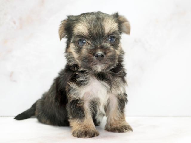 ����ͥ���2