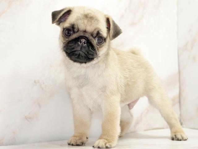 ����ͥ���2