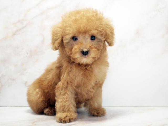 ����ͥ���2