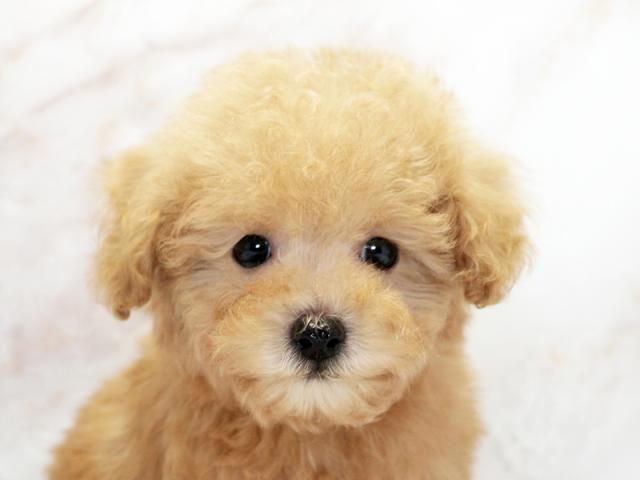 ����å�����Ⱦܺ٥ǡ����������ޤ���