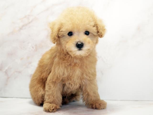 ����ͥ���2