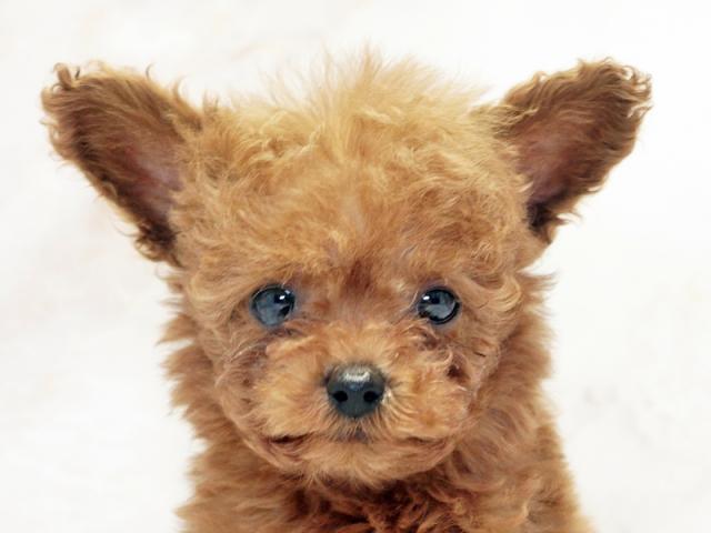 ����å�����Ⱦܺ٥ǡ����������ޤ���