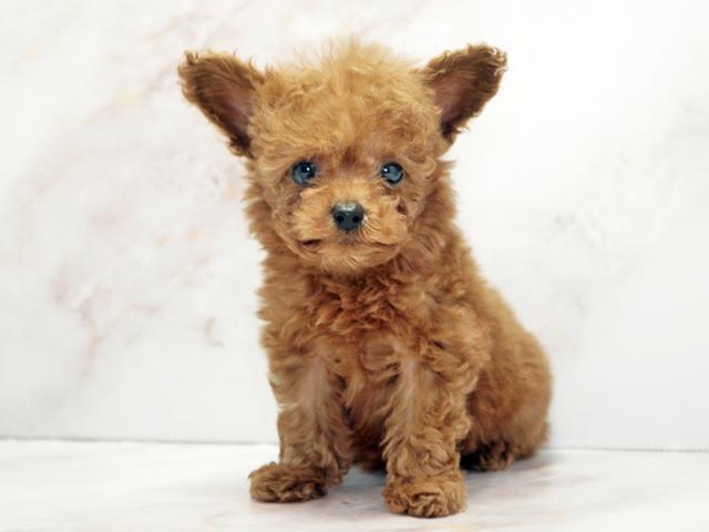 ����ͥ���2