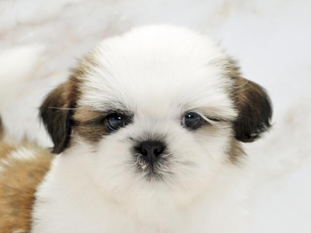 ����å�����Ⱦܺ٥ǡ����������ޤ���