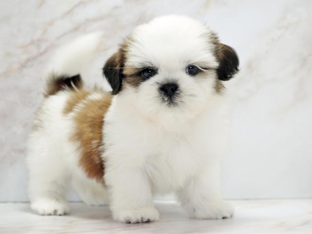 ����ͥ���2