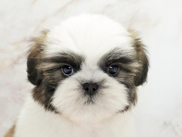 ����å�����Ⱦܺ٥ǡ����������ޤ���