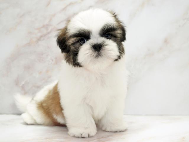 ����ͥ���2