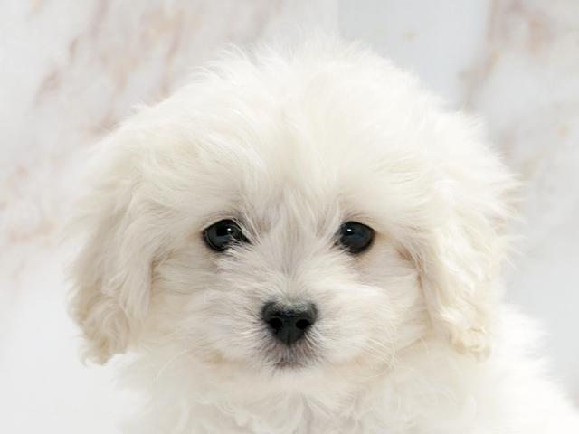 ����å�����Ⱦܺ٥ǡ����������ޤ���