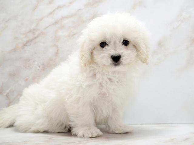 ����ͥ���2