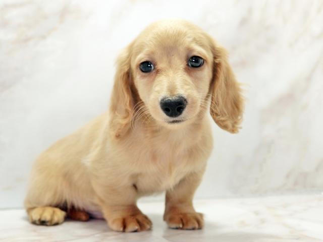 ����ͥ���2