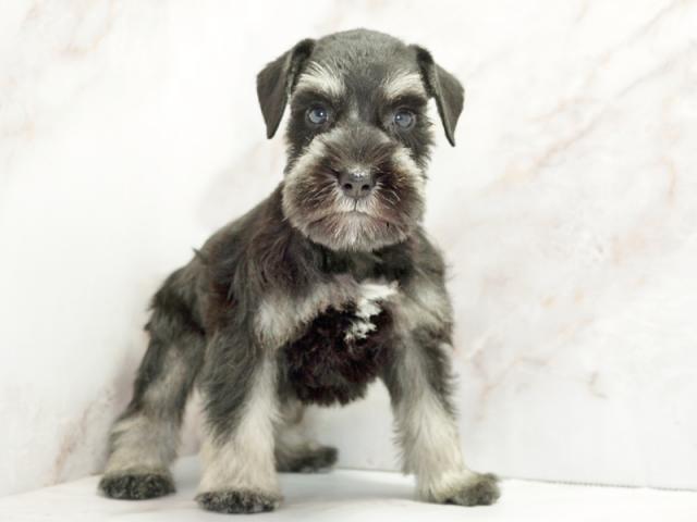 ����ͥ���2