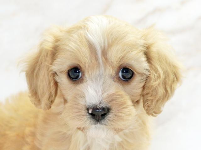 ����å�����Ⱦܺ٥ǡ����������ޤ���