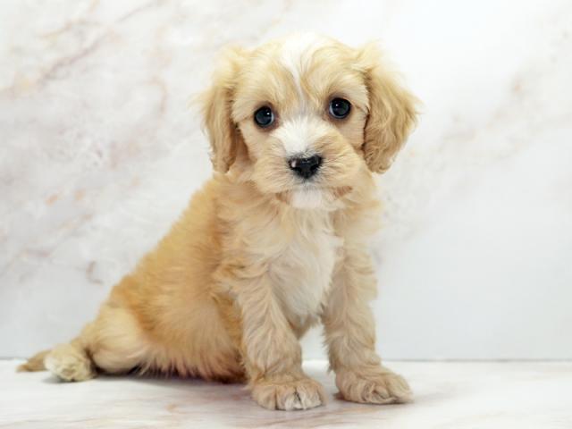 ����ͥ���2