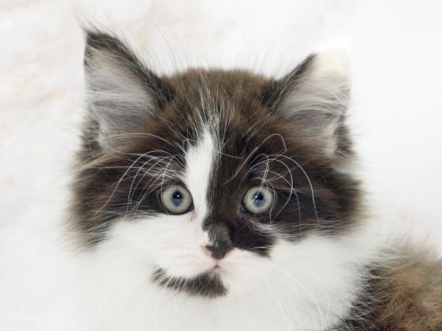 ����å�����Ⱦܺ٥ǡ����������ޤ���