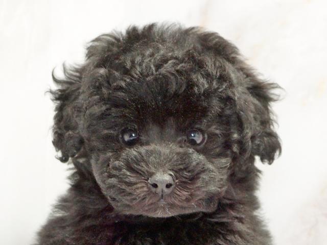 ����å�����Ⱦܺ٥ǡ����������ޤ���