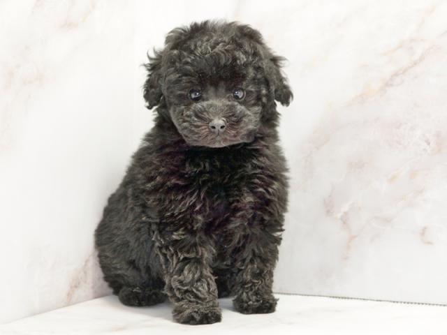 ����ͥ���2